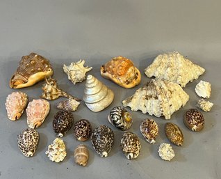 20 Rare And Unusual Seashells