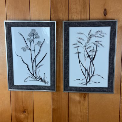 2 Framed Botanical Prints
