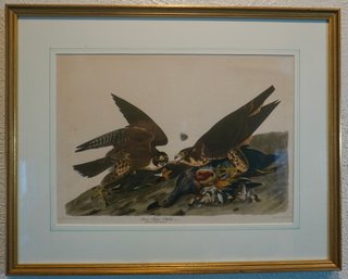 #214 Audubon Gray Fowled Hawk 20 X 16