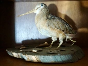 #355 Taxidermy Sandpiper