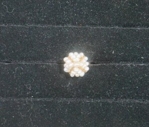 #25- 18k Size 8.5 Pearl Ring - 4.4 G