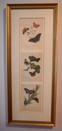 #510 Lot Of 2 Gold Framed Decorative Butterfly Prints 11 X 28 T