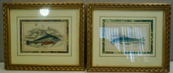 Pair Of Framed , Matted Fish Prints 1880's - 11' X 9'