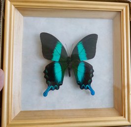 3#484 Mounted & Framed Butterfly 8 X 8