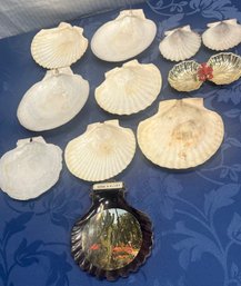 Scallop Shell Related Items