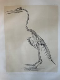 Scientific Print Of Large Hesperornis Regalis, Marsh 1/2 Scale Plate XX - A25