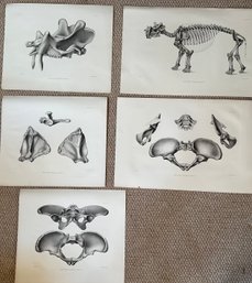 5 Scientific Prints Of  Dinoceras Mirabile With Various Plates And Scales - A26