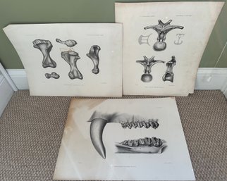 Scientific Prints Of Dinoceras Lucare, Morosaurus Grandis, Stegosaurus Ungulatus - A29