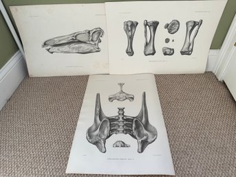Scientific Prints Of Stegosaurus Stenops And Stegosaurus Duplex - A30