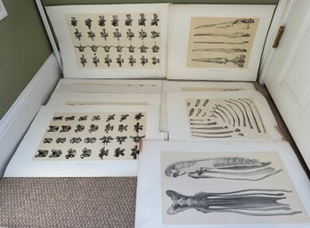 9 Scientific Prints Of  Hesperornis Regalis Marsh - A31