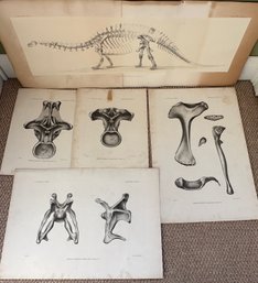 5 Scientific Prints Of Brontosaurus Excelsus, Marsh - A34