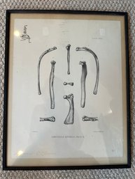 Framed And Signed Dinoceras Mirabile, Marsh 1/4 Scale - A83
