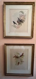 2 Antique J. Gould & Richter Humming Bird Framed Prints