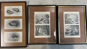 2 Framed Geology Prints And 1 Framed Black & White Animal Prints - B23