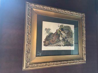 'Puffed Grouse Tetrao Umbellus' Audubon Framed And Matted Print - DR11