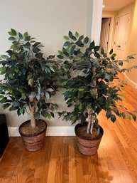 Two Matching Faux Ficus Trees In Baskets - BM6