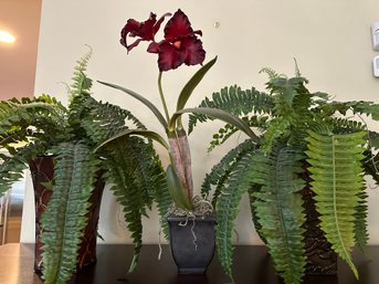 2 Faux Ferns In Tall Planters With Tall Faux Orchid - DR12