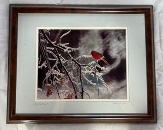 National Geographic Photographer Ted Schiffman 'Red Sentinel' Signed Photo Cardinal Framed 16' X 13'