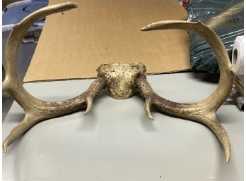 Full Set Of Deer Antlers