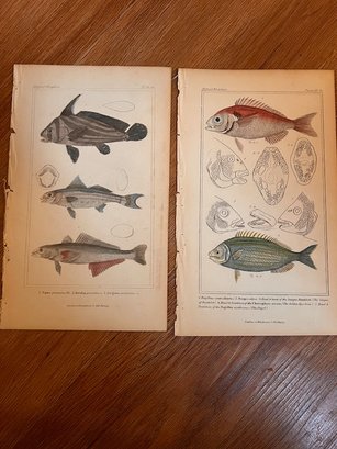 A Pair Of Hand Colored Fish Engravings  London 19th Century