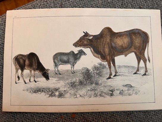 Hand Colored Engraving Bovine By  A Pullerton And Co London