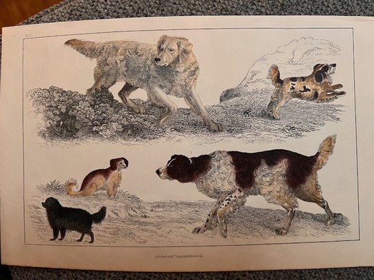 Wonderful Hand Colored Engraving Of Dogs A Pullerton And Co London