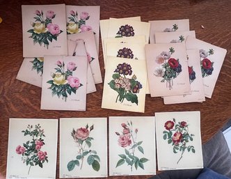 WONDERFUL GROUP OF SMALL REDOUTE FLORAL LITHOS 1950'S