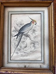 FRAMED HAND COLORED ENGRAVING OF A RED CHEEKED NYMPHITIUS