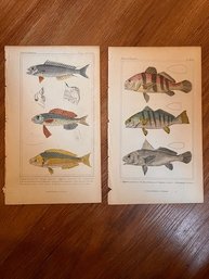 A Pair Of Hand Colored Engraving Of Fish, London