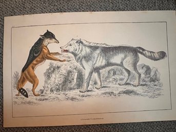 Canine / Wolf Hand Colored Engraving By A Pullerton And Co London