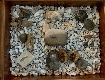 Collection Of Trillobytes, Arrow Heads, Shark Teeth, Dactylioceras, Shell Scute,  Ammonite Pollyceros, ETC!