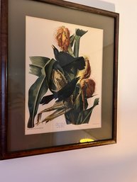 Vintage Audubon Print Purple Grackle Framed Print