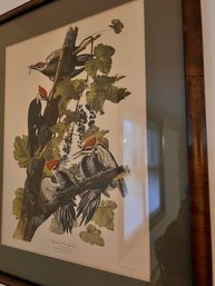 Audobon Lithograph Pleated Woodpecker