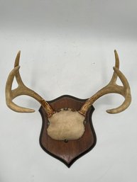 A Small Pair Of Mounted Antlers