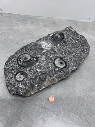 Ammonite Fossil Stunning Over 12' LONG