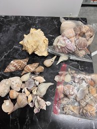 Multiple Bags Of Large Shells