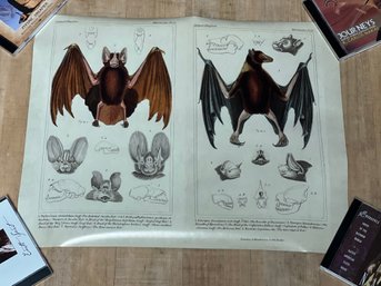 (3) BAT PRINTS