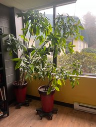 (2) LARGE POTTED TROPICAL TREES