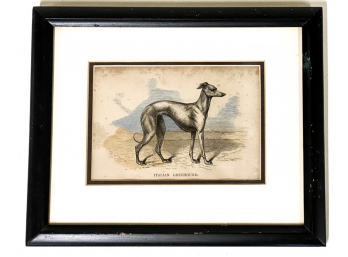 FRAMED 'ITALIAN GREYHOUND' LITHOGRAPH