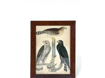 ALEXANDER WILSON ORNITHOLOGICAL ENGRAVING