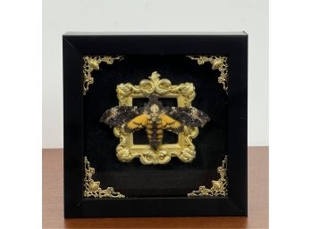 TAXIDERMIED DEATH'S HEAD MOTH IN SHADOWBOX