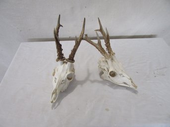 2 Small Deer Skull And Antler Mounts