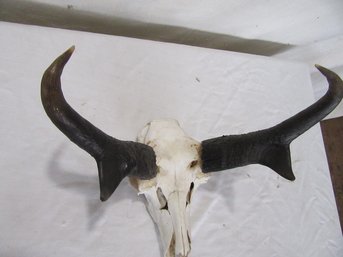 American Pronghorn Skull Mount