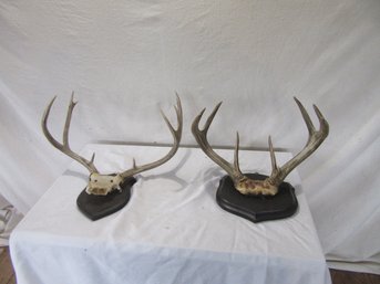 2 Deer Antlers On Plaques