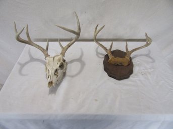 1 Deer Skull And Antler  Other Deer Antlers On Plaque