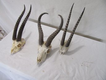 3 African Skull Antler Mounts