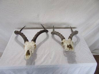 2 African Animal Skull Mounts