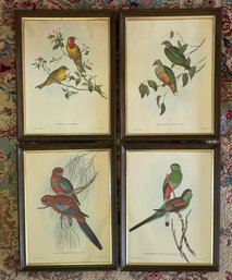 Set Of Four John Gould (1804-1881, English), 20th C. Bird Prints