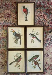 Set Of Five John Gould (1804-1881, English), 20th C. Bird Prints