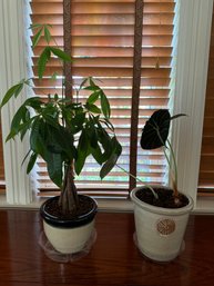 Money Tree & Black Velvet Alocasia Plants